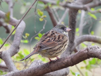 Masked Bunting Meiji Jingu(Meiji Shrine) Sat, 3/26/2022