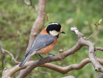 Varied Tit Meiji Jingu(Meiji Shrine) Sat, 3/26/2022