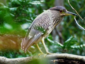 2022年3月26日(土) 舞岡公園の野鳥観察記録