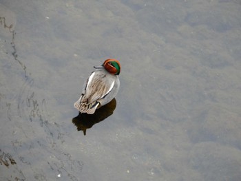 Sat, 3/26/2022 Birding report at 平和の森公園、妙正寺川