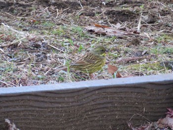 2022年1月4日(火) 六本杉公園(八王子市子安町)の野鳥観察記録