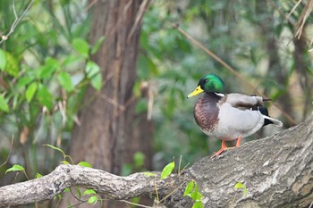 マガモ 智光山公園 2022年3月26日(土)