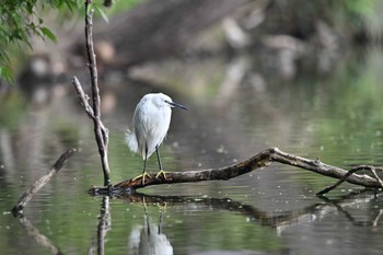 コサギ 智光山公園 2022年3月26日(土)