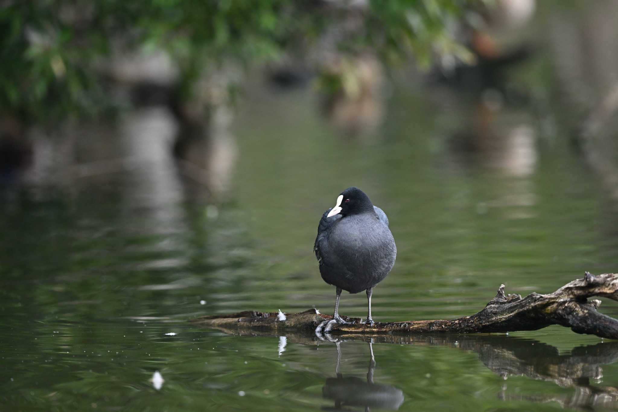 Photo of Eurasian Coot at Chikozan Park by ダイ