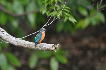 カワセミ 智光山公園 2022年3月26日(土)