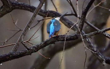 2022年3月26日(土) 千里南公園の野鳥観察記録