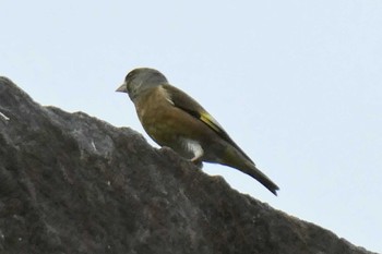 Grey-capped Greenfinch Matsue Castle Sat, 3/26/2022