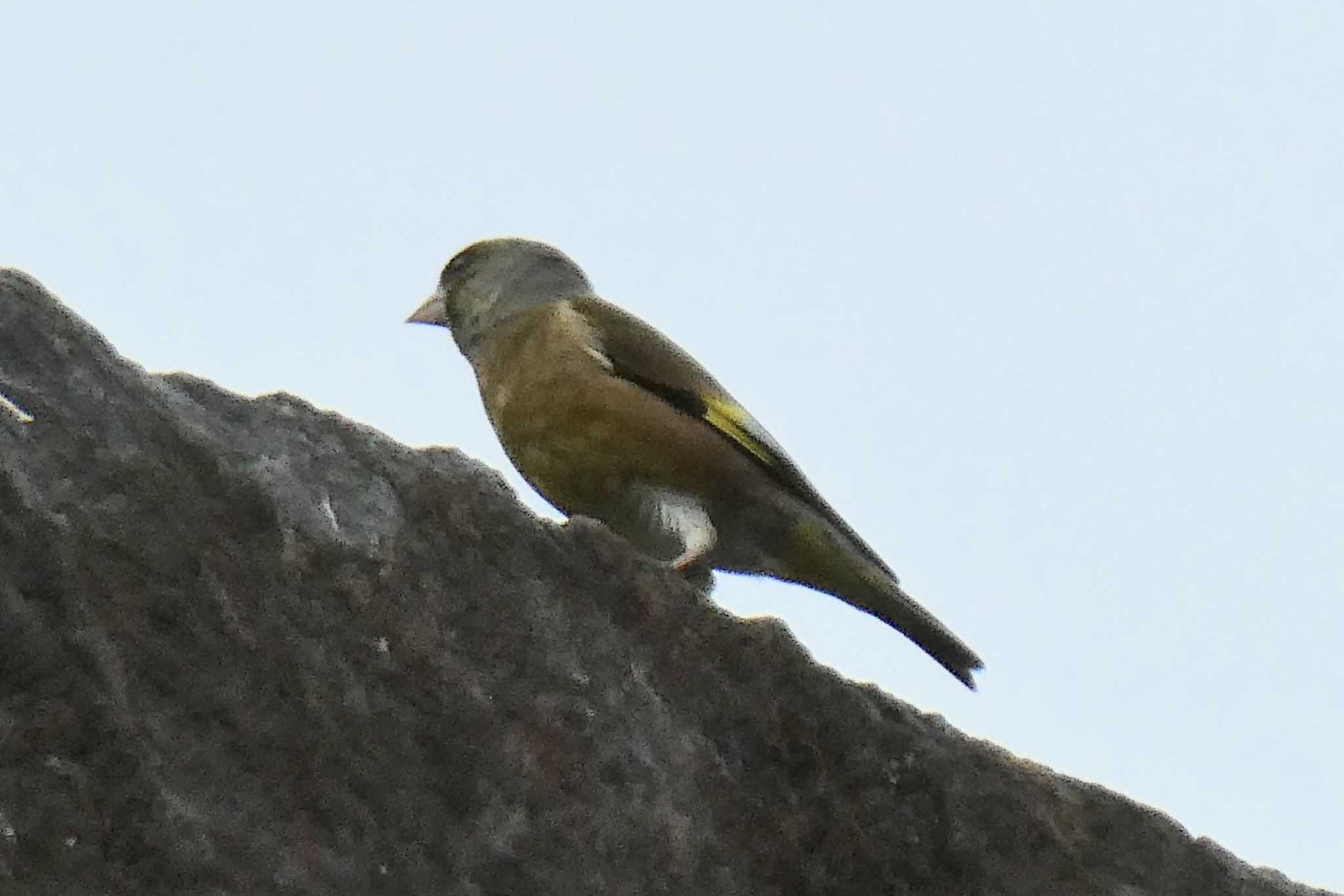 Photo of Grey-capped Greenfinch at Matsue Castle by TaK