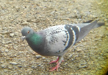 カワラバト 埼玉県 2022年3月26日(土)