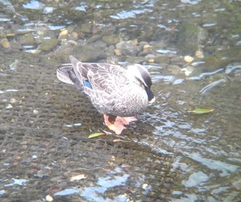 2022年3月26日(土) 埼玉県の野鳥観察記録