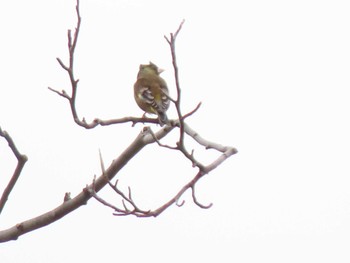 2022年3月26日(土) 浜離宮恩賜庭園の野鳥観察記録