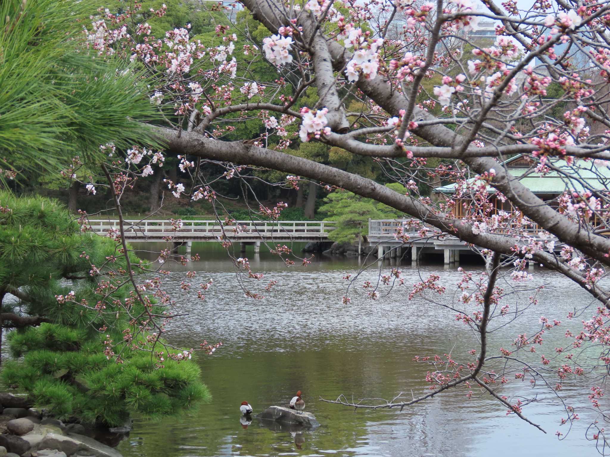 浜離宮恩賜庭園 ホシハジロの写真 by のぐち