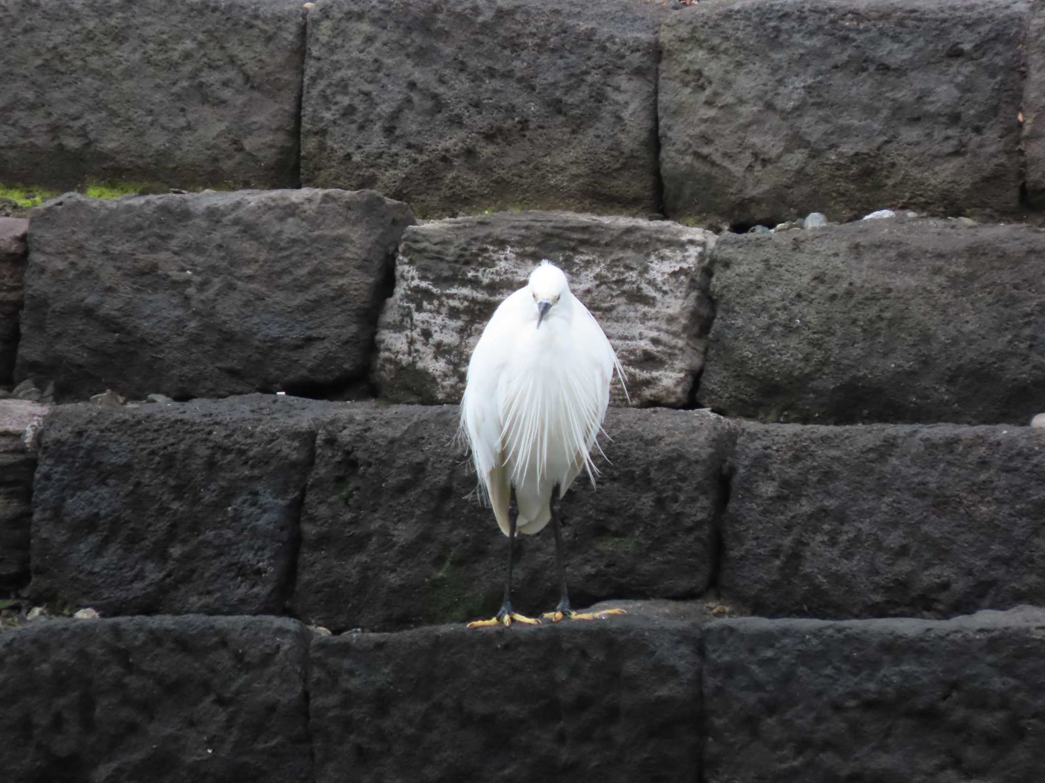 浜離宮恩賜庭園 コサギの写真 by のぐち