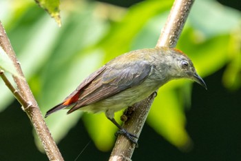 セアカハナドリ Sungei Buloh Wetland Reserve 2022年3月26日(土)