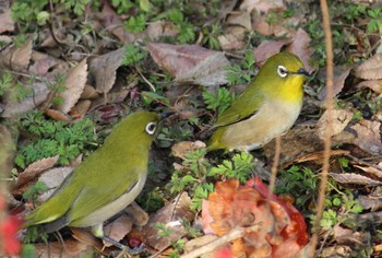 メジロ 見沼自然公園 2021年1月16日(土)