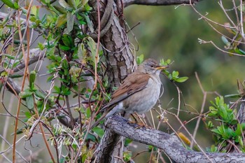 Sat, 3/26/2022 Birding report at 堺市