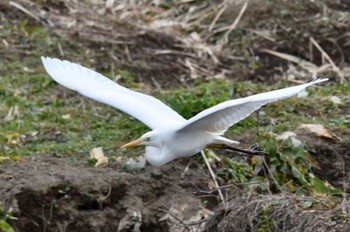 Great Egret 静岡県 麻機遊水池(静岡市) Sun, 1/30/2022