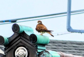 2022年3月26日(土) 境川遊水地公園の野鳥観察記録