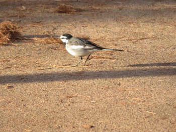 2022年1月17日(月) 富士森公園(八王子市)の野鳥観察記録