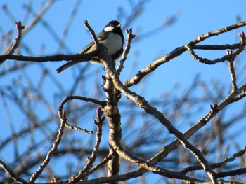 2022年1月18日(火) 富士森公園(八王子市)の野鳥観察記録