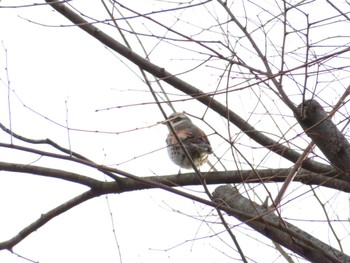 2022年1月24日(月) 富士森公園(八王子市)の野鳥観察記録