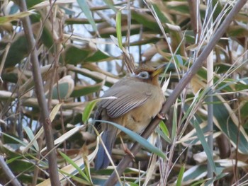 2022年1月31日(月) 富士森公園(八王子市)の野鳥観察記録