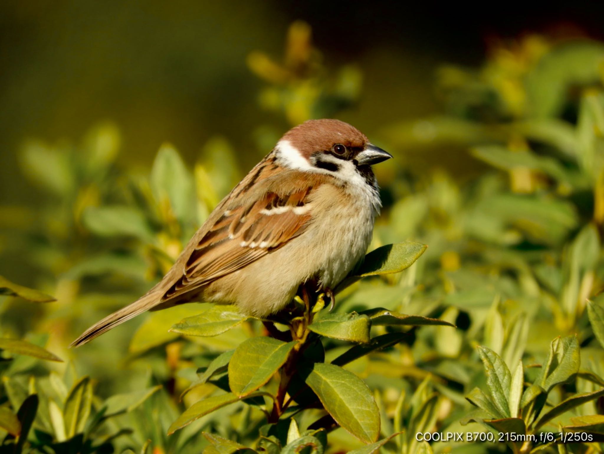 Eurasian Tree Sparrow