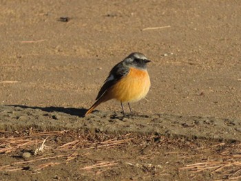 2022年2月7日(月) 富士森公園(八王子市)の野鳥観察記録