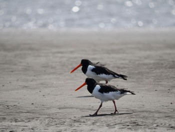 Eurasian Oystercatcher Sambanze Tideland Fri, 3/25/2022