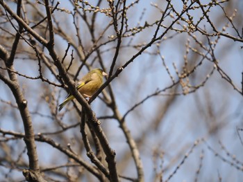 Grey-capped Greenfinch 秋ヶ瀬公園(野鳥の森) Fri, 3/25/2022