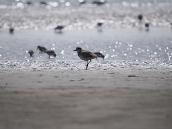 Red-necked Stint Sambanze Tideland Fri, 3/25/2022