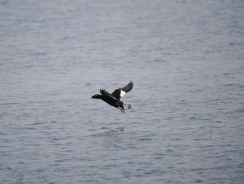 White-winged Scoter Sambanze Tideland Fri, 3/25/2022