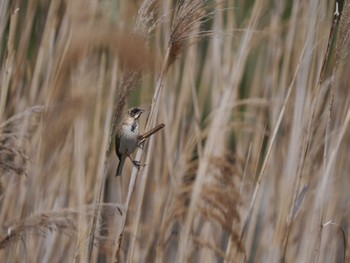 Common Reed Bunting Sambanze Tideland Fri, 3/25/2022