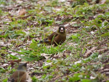 Grey-capped Greenfinch Meiji Jingu(Meiji Shrine) Sat, 3/26/2022