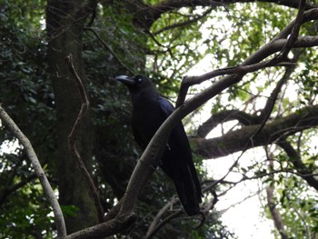 Carrion Crow Meiji Jingu(Meiji Shrine) Sat, 3/26/2022