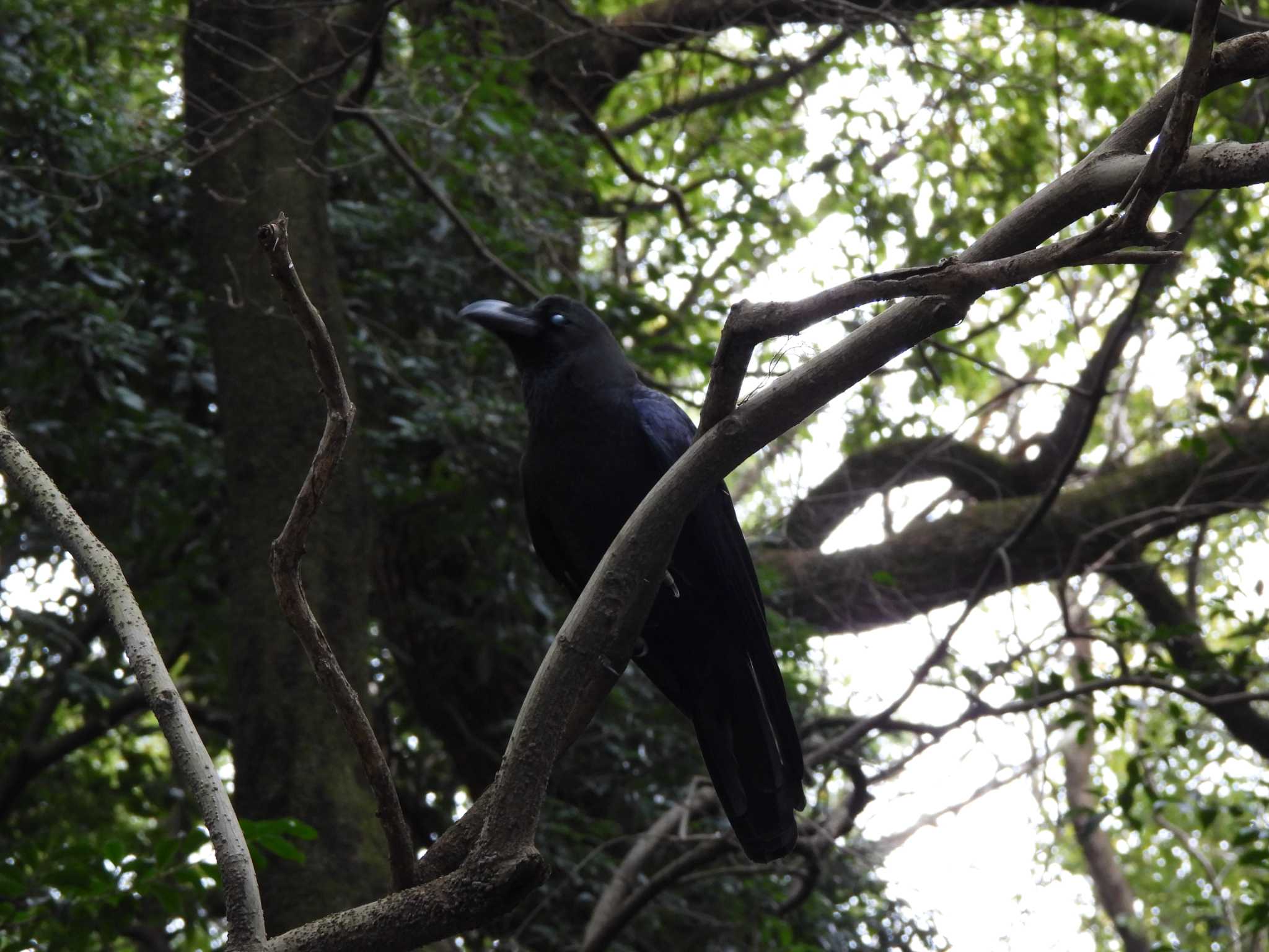 Photo of Carrion Crow at Meiji Jingu(Meiji Shrine) by まつのすけ