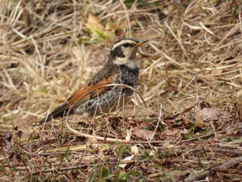 2022年2月12日(土) 長池公園の野鳥観察記録