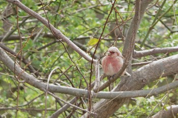 2022年3月21日(月) ふれあい松戸川の野鳥観察記録