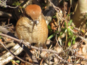 2022年2月18日(金) 富士森公園(八王子市)の野鳥観察記録