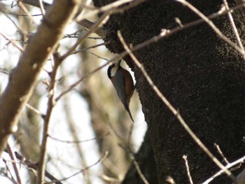 2022年2月24日(木) 富士森公園(八王子市)の野鳥観察記録