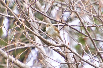 ウグイス 錦織公園 2022年3月21日(月)