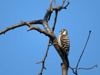 2022年2月28日(月) 富士森公園(八王子市)の野鳥観察記録