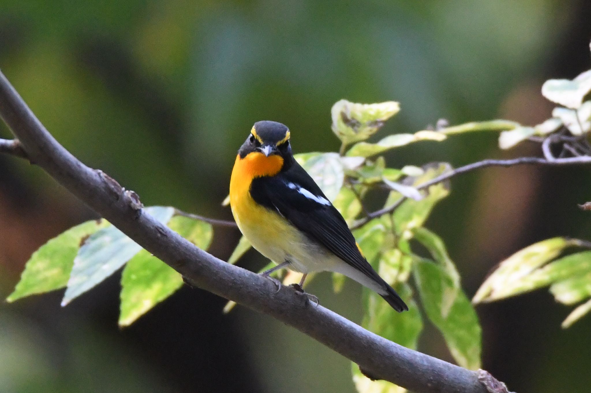 Photo of Narcissus Flycatcher at  by Yamaguchi Takayuki