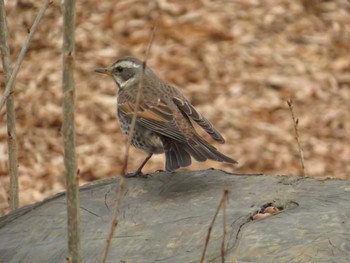 2022年3月4日(金) 富士森公園(八王子市)の野鳥観察記録