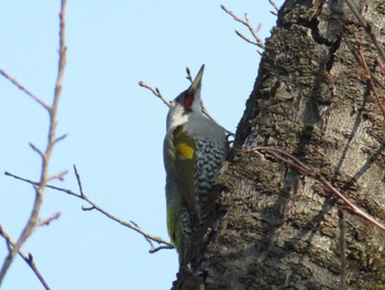 2022年3月11日(金) 富士森公園(八王子市)の野鳥観察記録