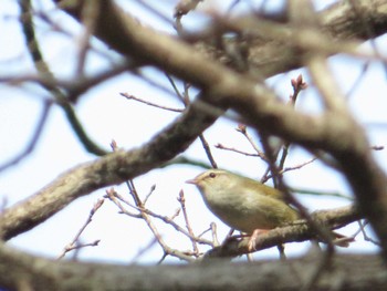 2022年3月13日(日) 東京都立桜ヶ丘公園(聖蹟桜ヶ丘)の野鳥観察記録