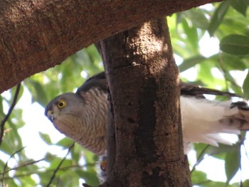 2022年3月17日(木) 富士森公園(八王子市)の野鳥観察記録