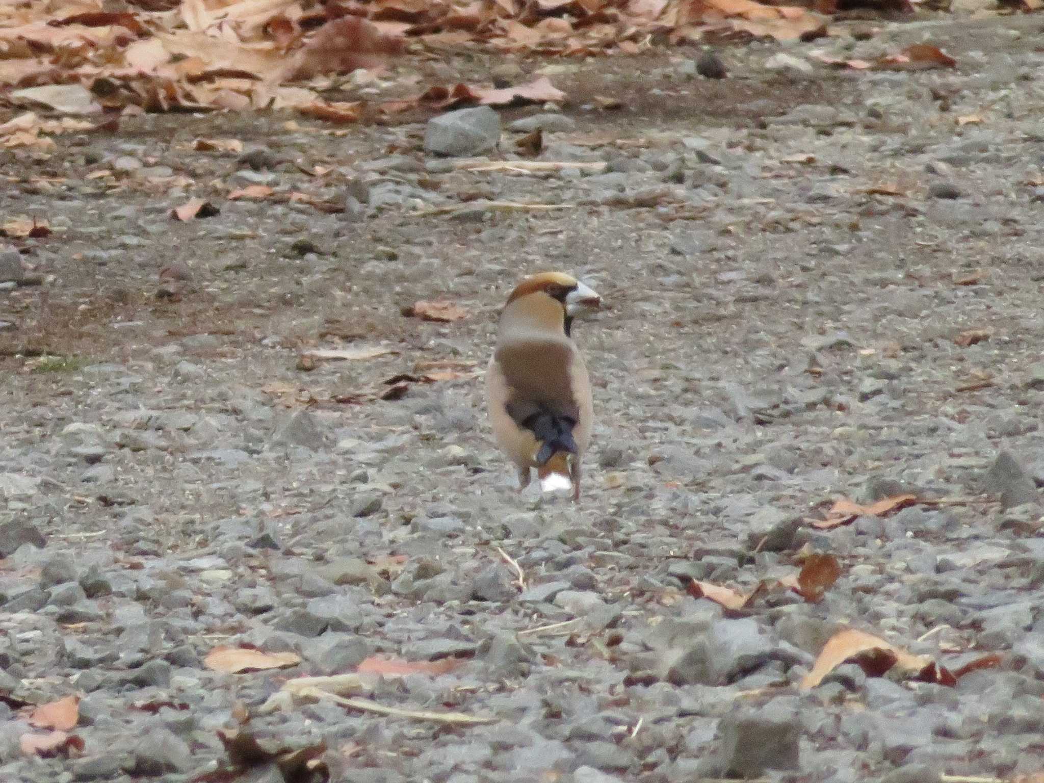 Photo of Hawfinch at 山梨県森林公園金川の森(山梨県笛吹市) by とりべえす