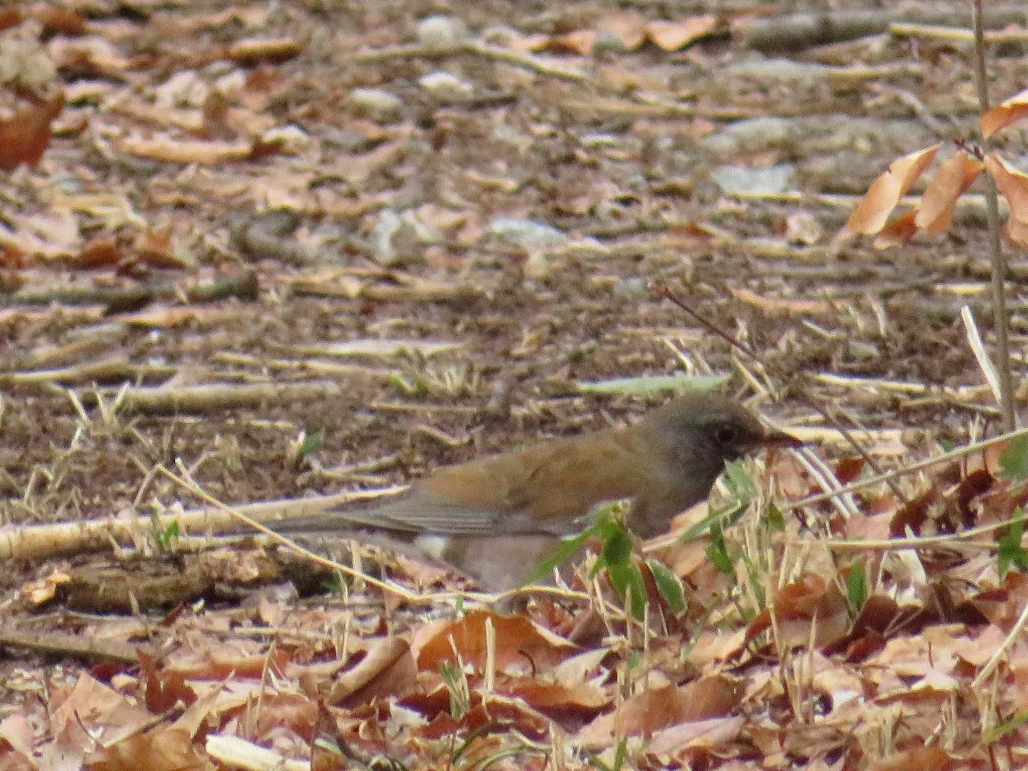 Photo of Pale Thrush at 山梨県森林公園金川の森(山梨県笛吹市) by とりべえす