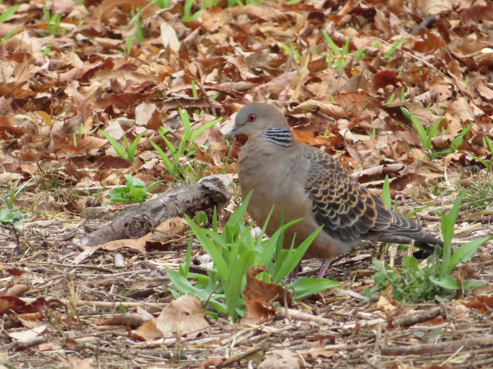Photo of Oriental Turtle Dove at 山梨県森林公園金川の森(山梨県笛吹市) by とりべえす